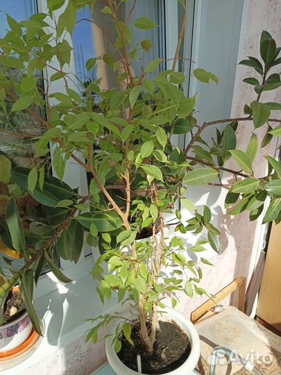 Фикус Бенджамина пестролистный