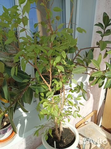 Фикус Бенджамина пестролистный