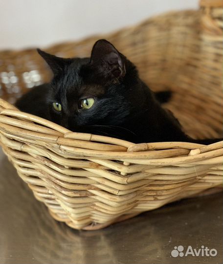 Кошки бесплатно