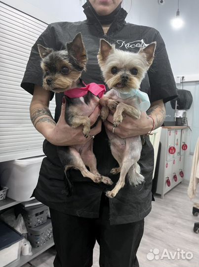 Бесплатная стрижка собак