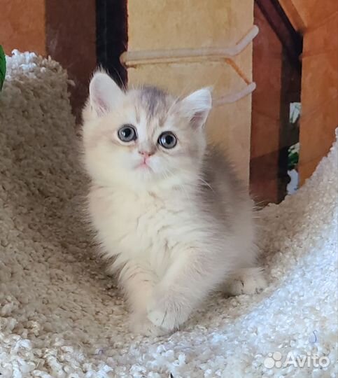 Мальчик голубое золото