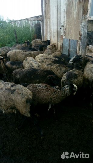 Овцы романовские на племя