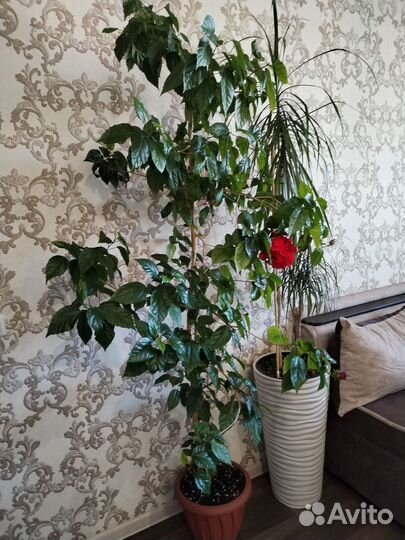 Черенки гибискуса