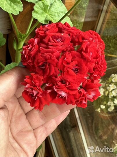 Комнатные растения герань, сингониум, бальзамин