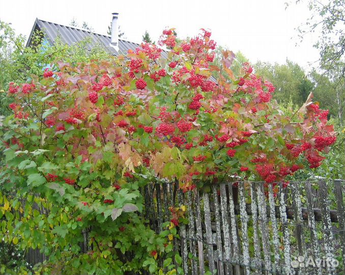 Саженцы калины