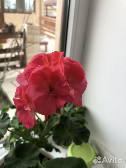 Герань Пеларгония