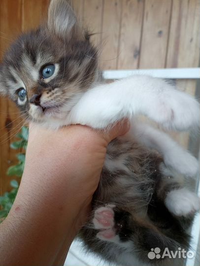 Котенок