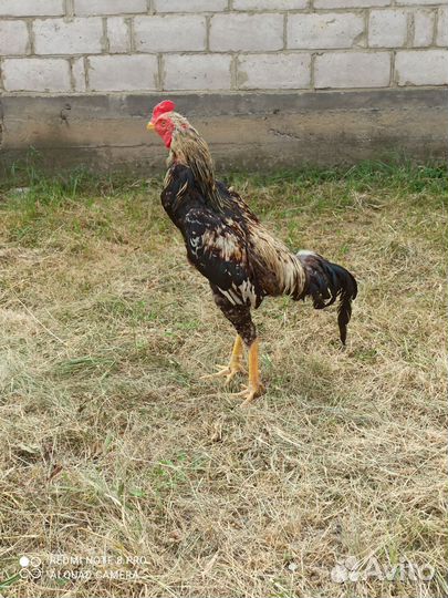 Бойцовая птица