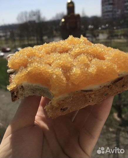 Икра щуки Щучья икра щука