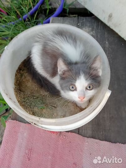 Котята