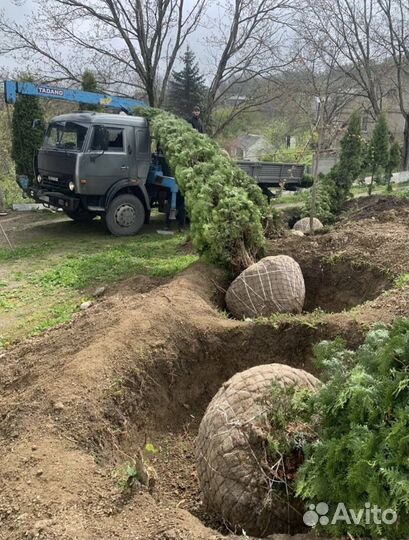 Ель голубая, Ель зеленая, Туя, Буксус, Самшит