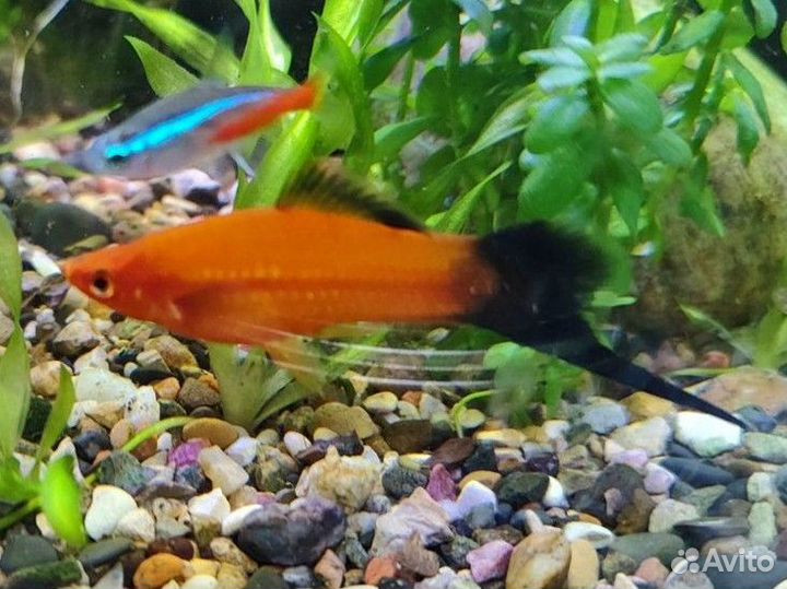 Самец меченосец