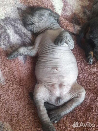 Мексиканская голая собака