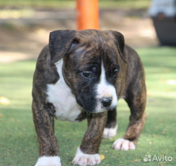 Щенки с родословной