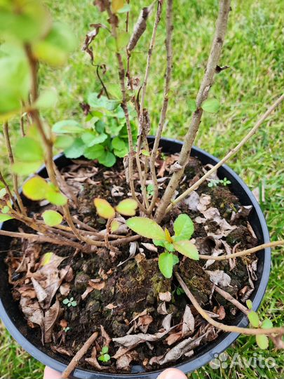 Японская айва (Хеномелес) саженцы зкс 4хлетка