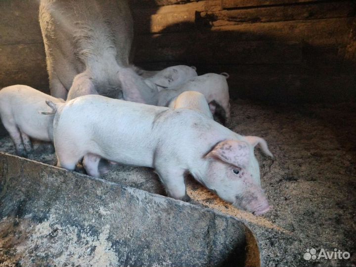 Поросята из частного домовладения
