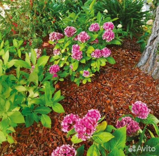 Кора Сосны Кора Лиственницы Мульча