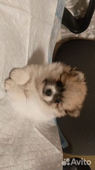 Щенки померанского шпица