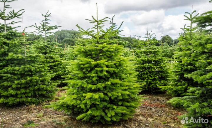 Сосна 2м - 3,5м оптом и в розницу