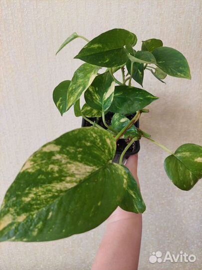 Эпипремнум Золотистый