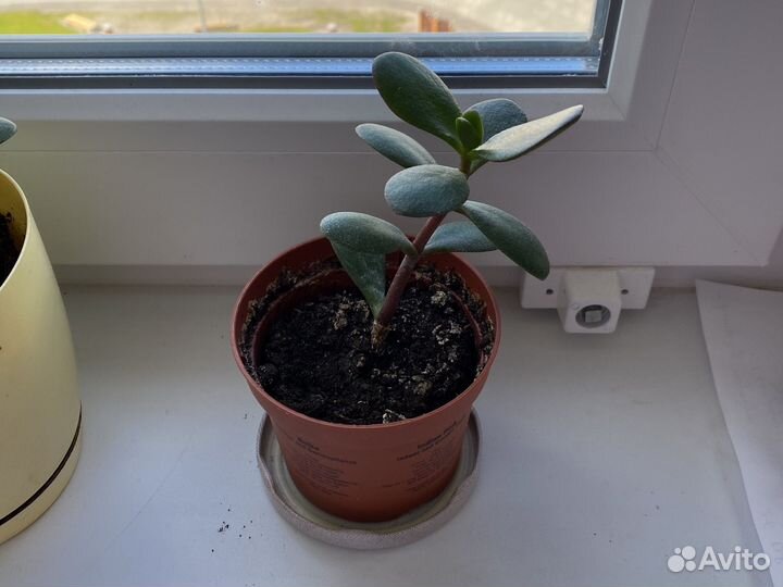 Толстянка, денежное дерево