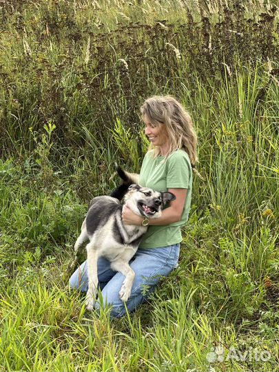 Молодой пёс из приюта ищет дом