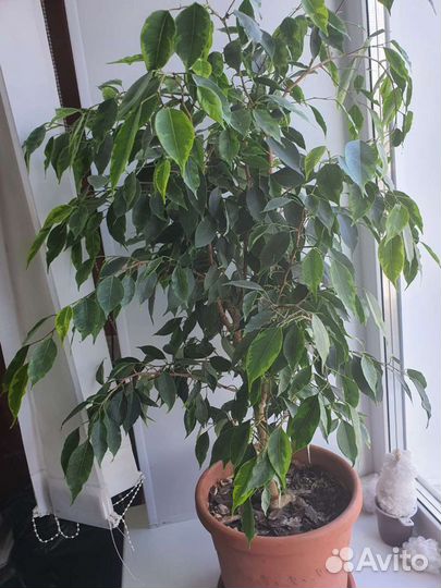 Фикус бенджамина