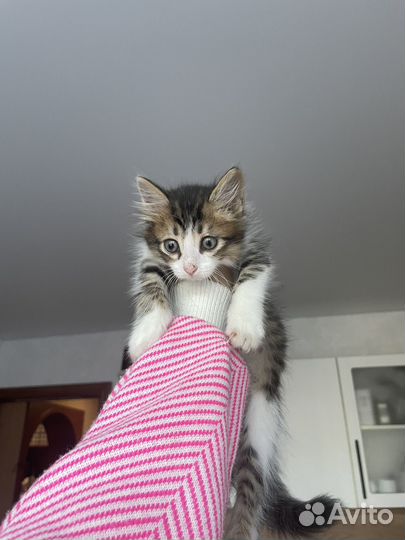 В добрые руки