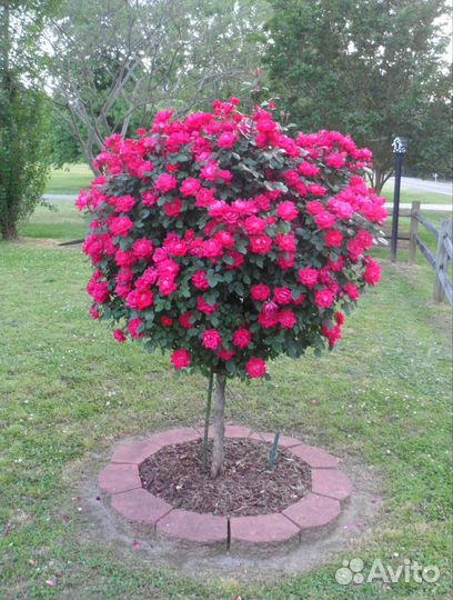 Роза на штамбе