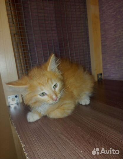 Котенок Санька в поисках семьи