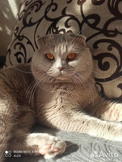 Портрет вашего кота костюмированный