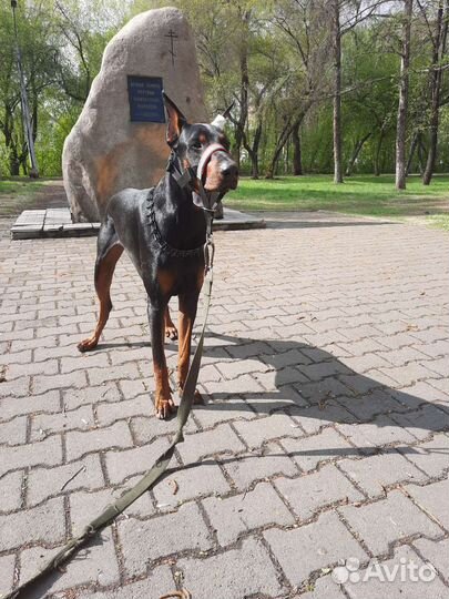Доберман вязка