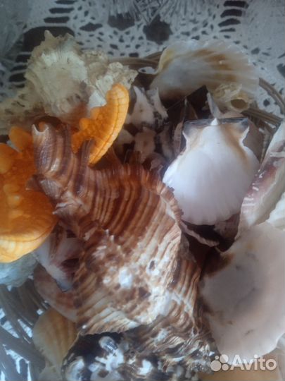 Набор ракушек