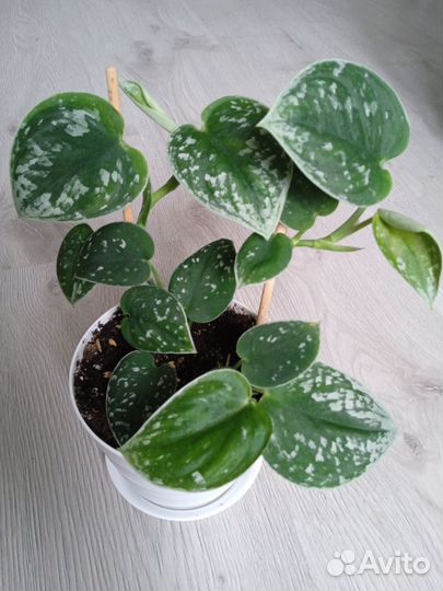 Сциндапсус пиктус аргиреус