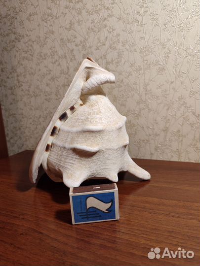 Огромная морская раковина