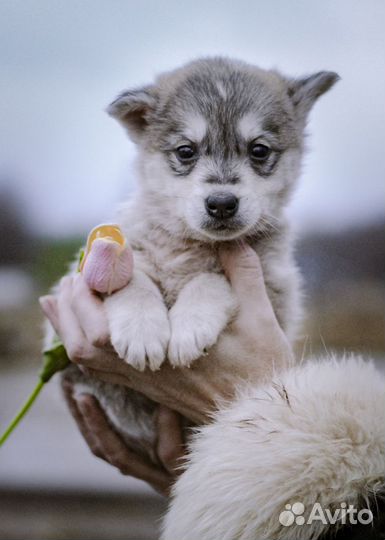 Щенок Енотик