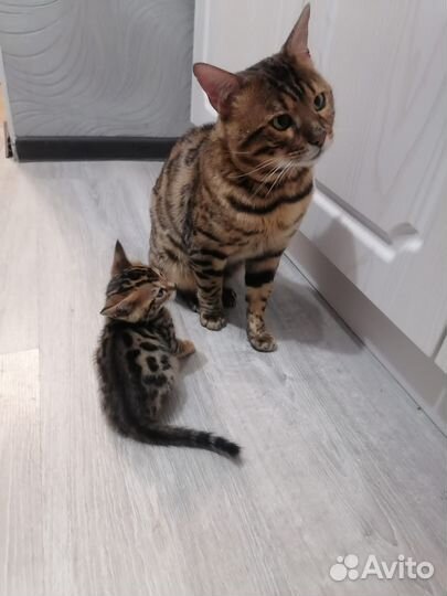 Бенгальский кот