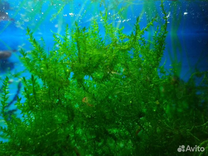 Яванский мох