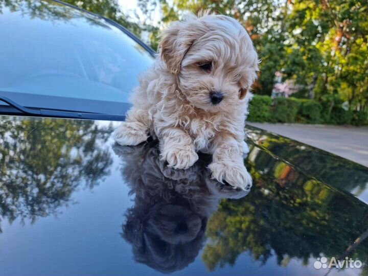 Щенки мальтипу mini