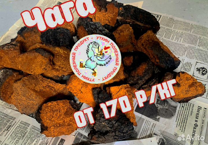 Чага сушеная кусковая / Продаем и Принимаем