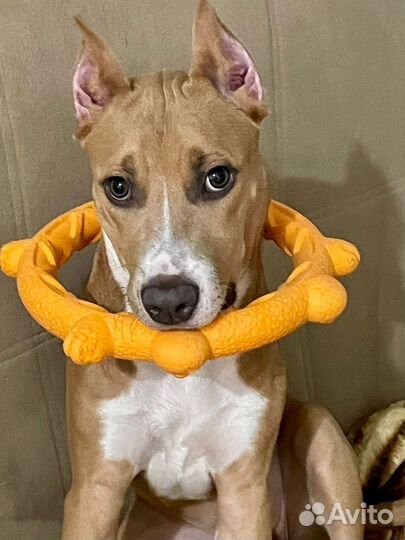 Домашние животные