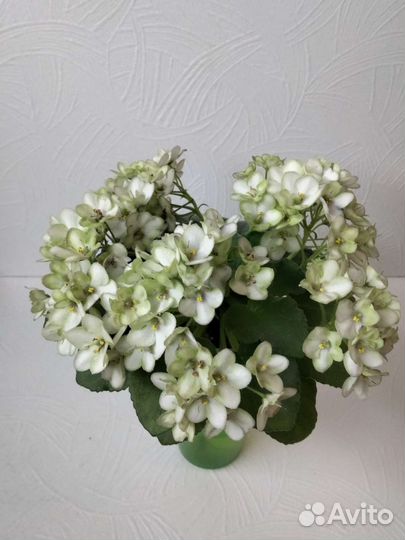 Продаю стартеры фиалок,некоторые цветут