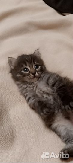 Сибирская+британец