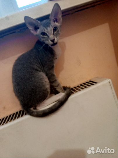 Донской сфинкс котёнок