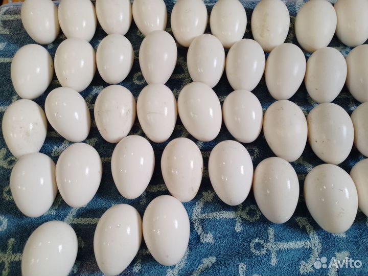 Инкубационное яйцо гусиное