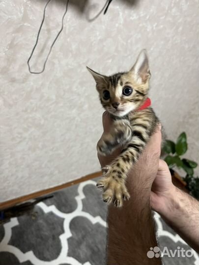 Бенгальские котята