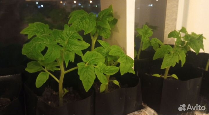 Рассада томатов (помидор)