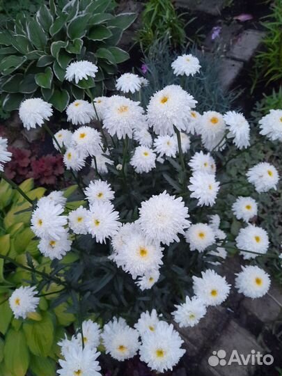 Ромашка садовая- фиона