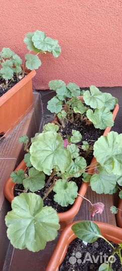 Пеларгония герань