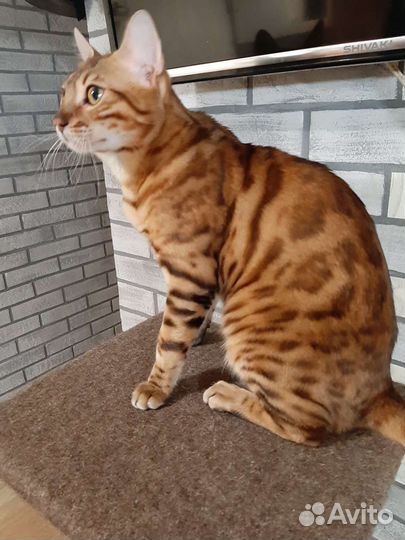 Бенгальский кот. Вязка